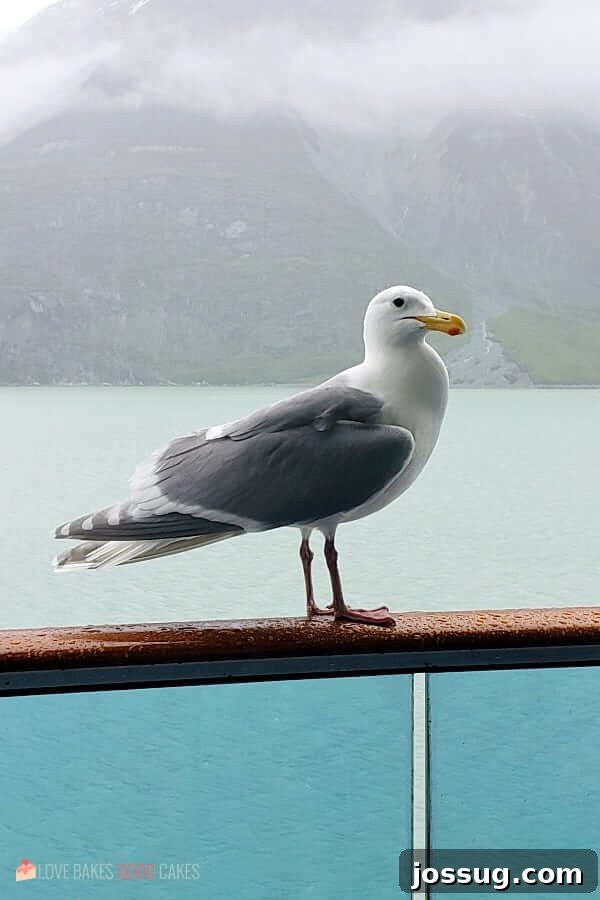Smooth Sailing from the Start: Embarkation Day Essentials 5 Alaska Seagull perched on the outside rail of a private balcony of a cruise ship.