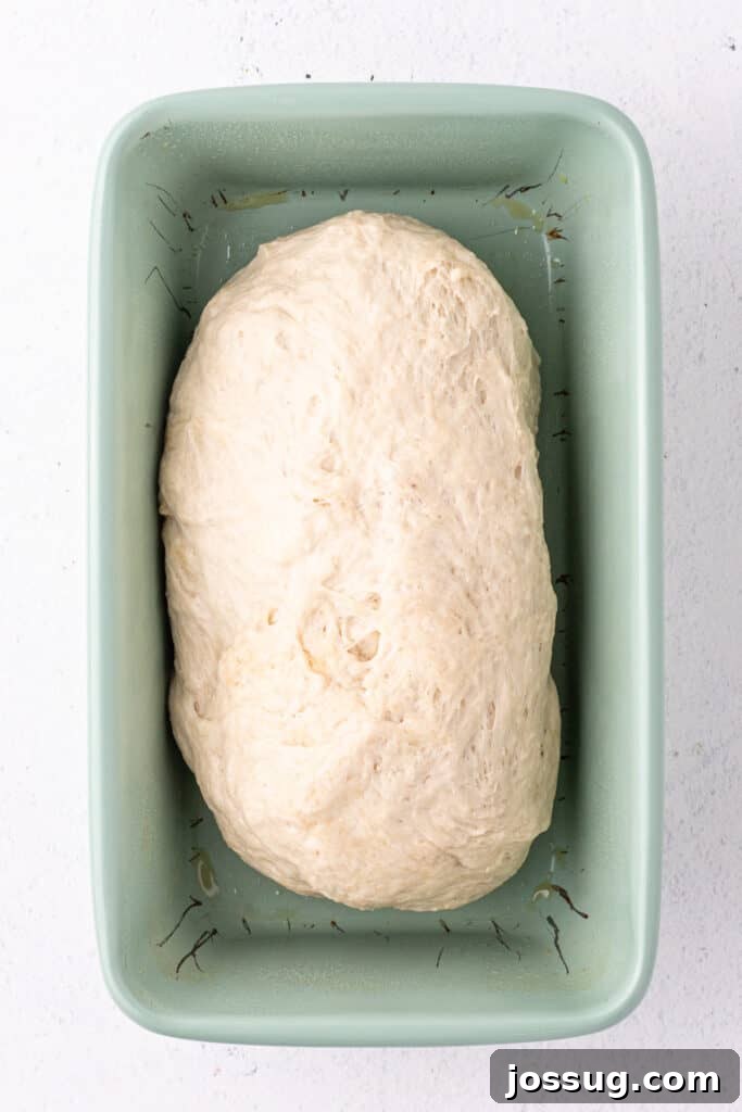 Dough shaped and placed in a loaf pan ready for second rise