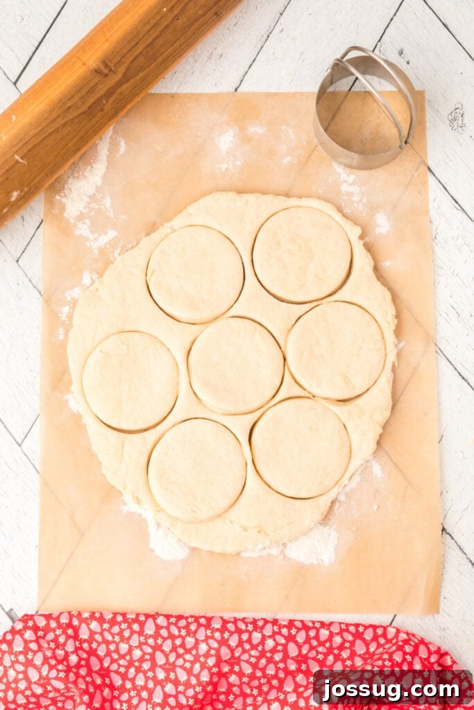 Shortcake dough rolled out on a floured surface, with perfect round biscuit shapes cut out using a metal biscuit cutter.
