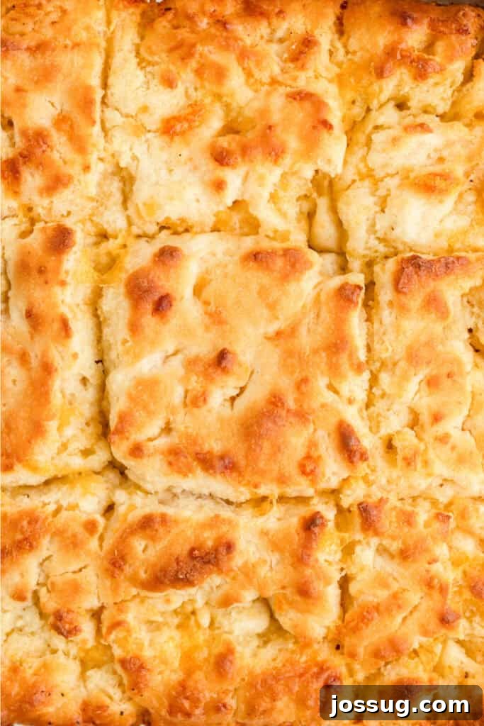 Close-up of baked Cheddar Butter Swim Biscuits showing perfectly golden tops and a soft, fluffy texture, inviting to eat.