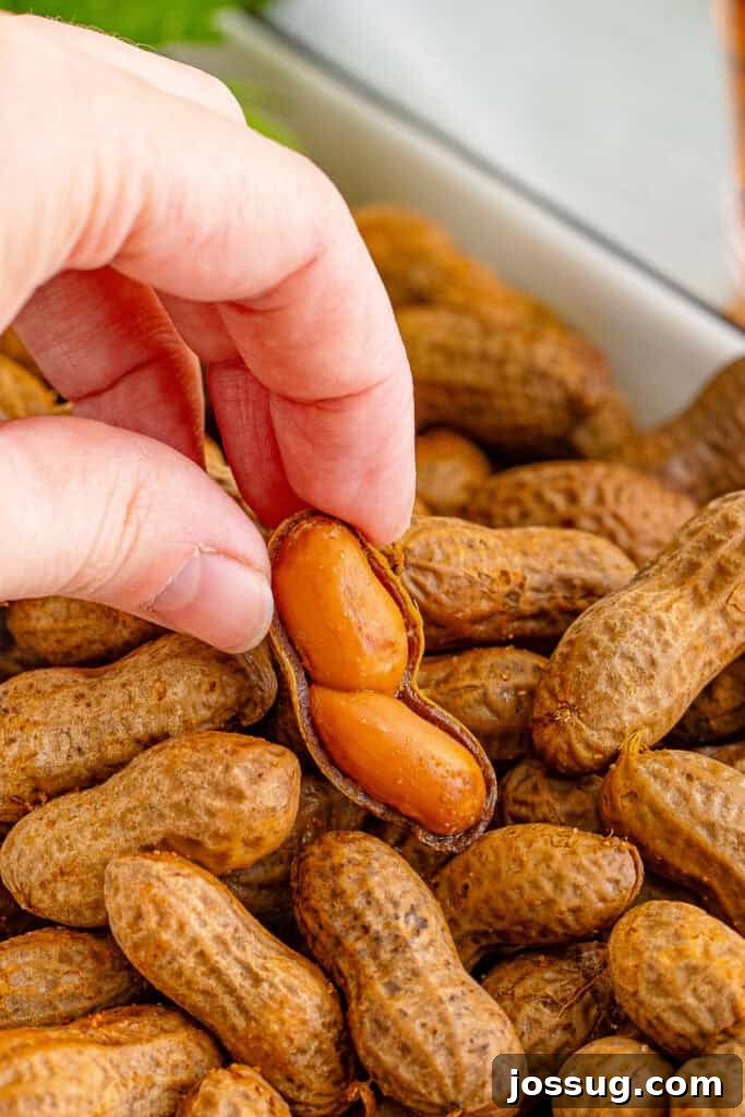 Hand holding an opened shell to show the tender peanuts inside homemade Creole Boiled Peanuts.