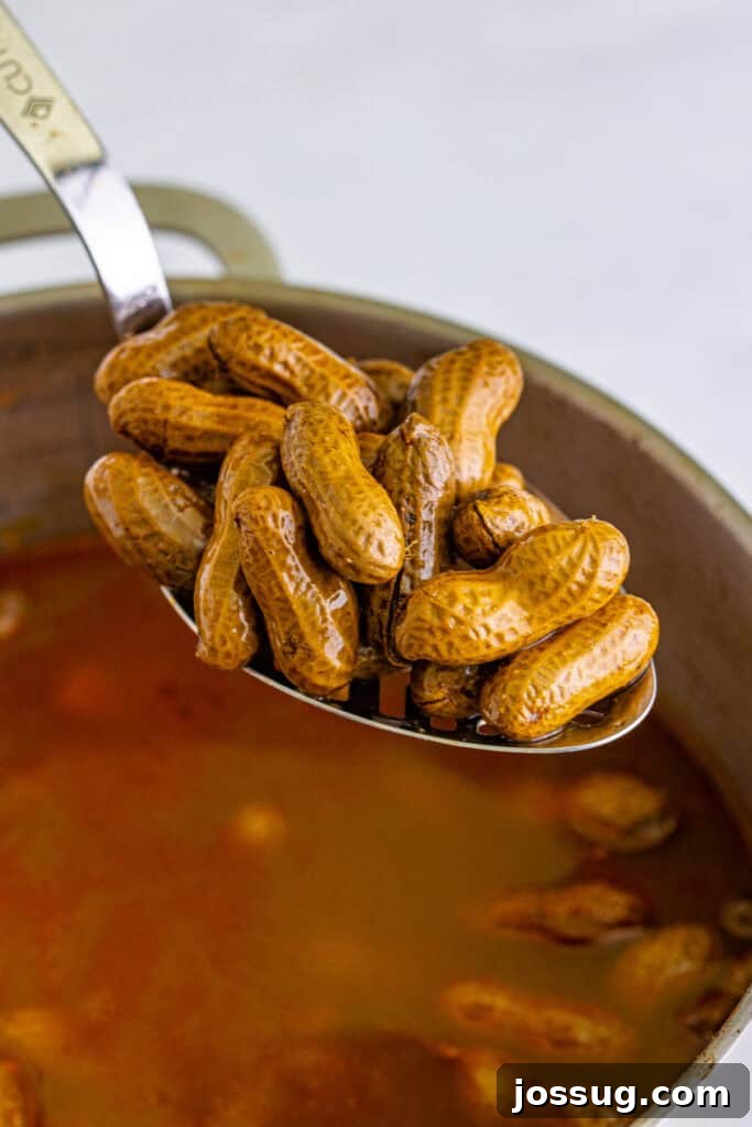 Spoon lifting tender Creole Boiled Peanuts from the seasoned cooking liquid.